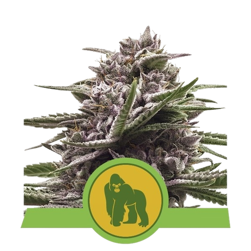 Royal Gorilla