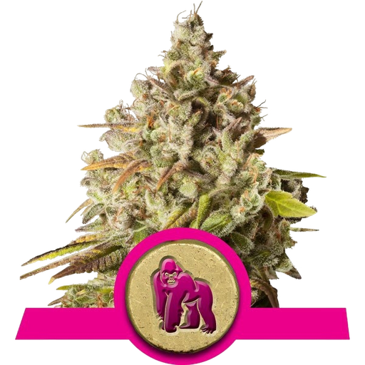 Royal Gorilla