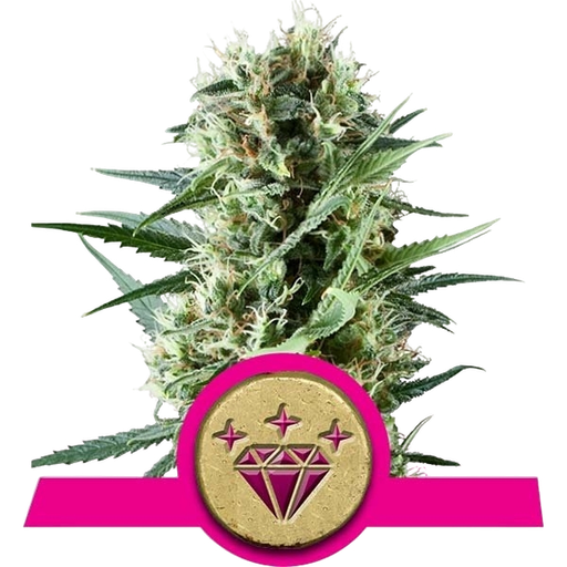 Special Kush #1