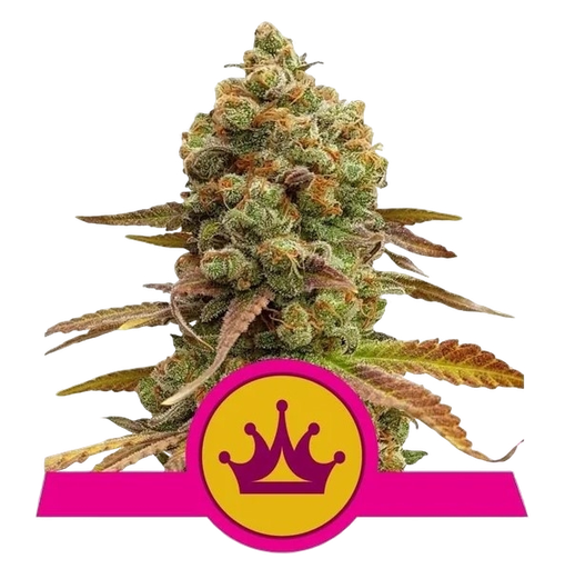 Skunk XL