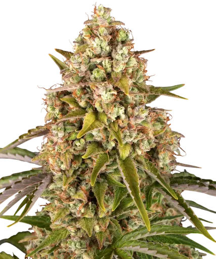 Critical Kush