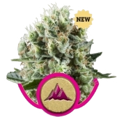 Critical Kush