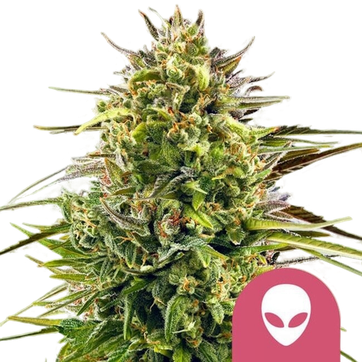 Alien OG