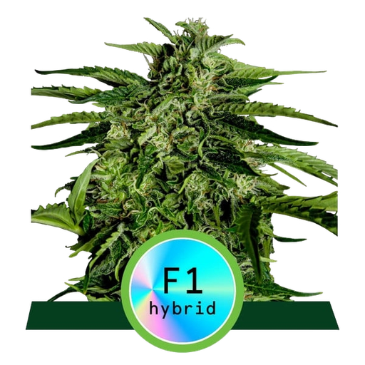 Apollo F1