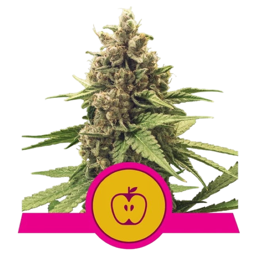 Apple Fritter