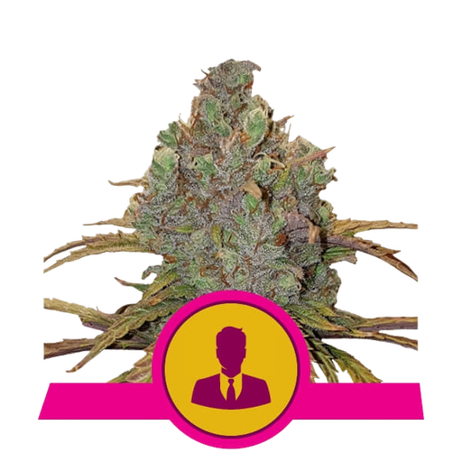 El Patron