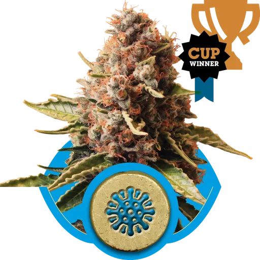 Euphoria CBD