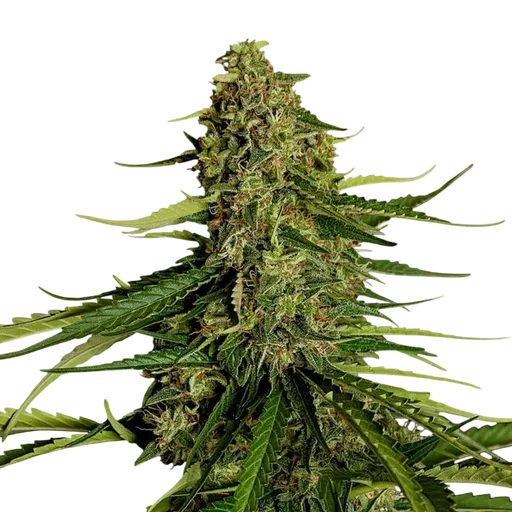 Gaia F1
