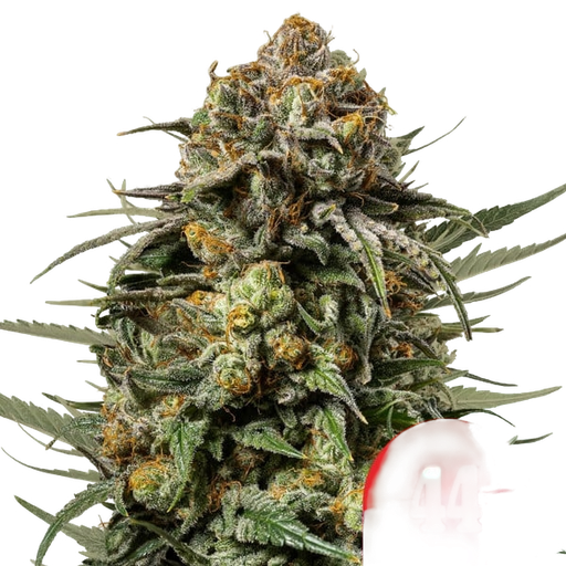 Gelato 44