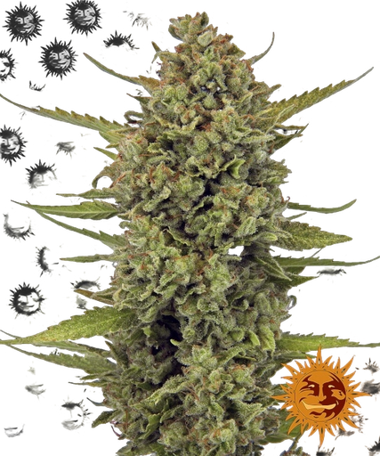 Acapulco Gold
