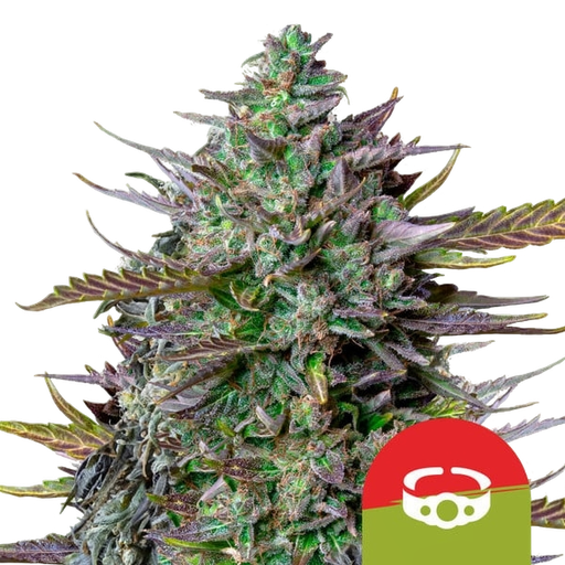 GOATlato