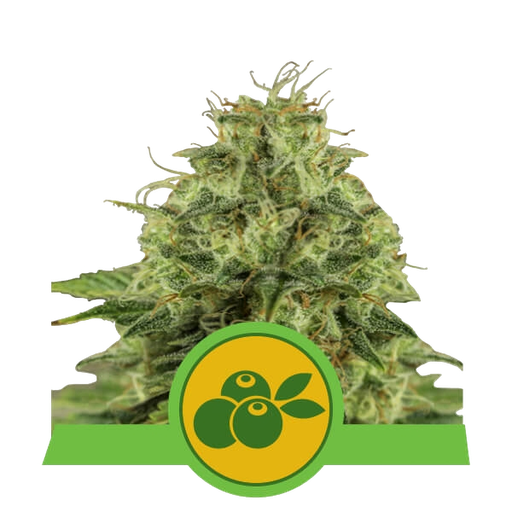 Haze Berry