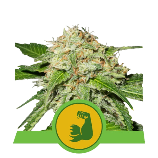HulkBerry