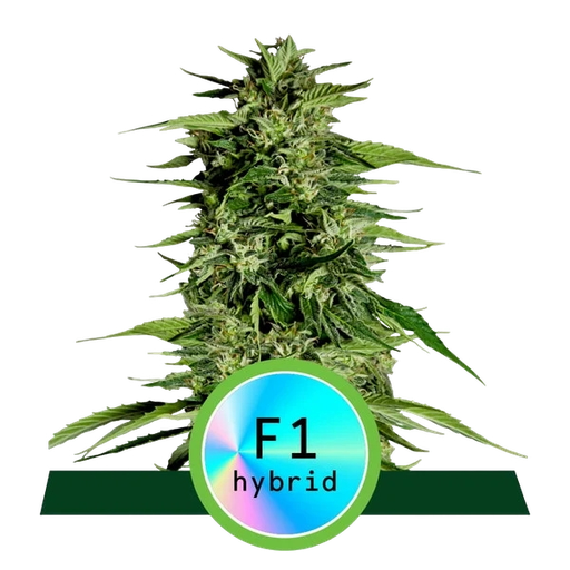 Hyperion F1