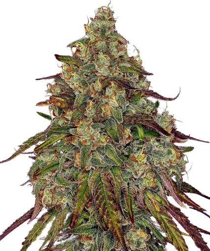 Amnesia Lemon