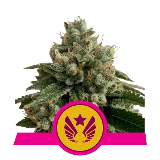 Legendary OG Punch