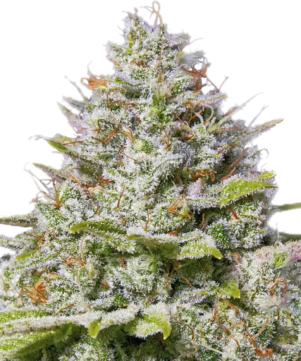 Blue Gelato 41