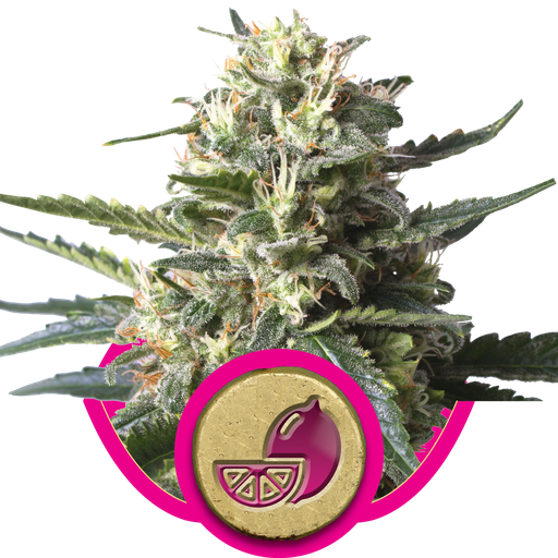 Lemon Shining Silver Haze