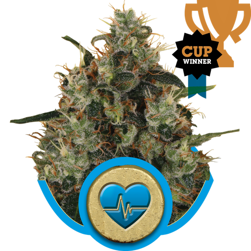 Medical Mass CBD