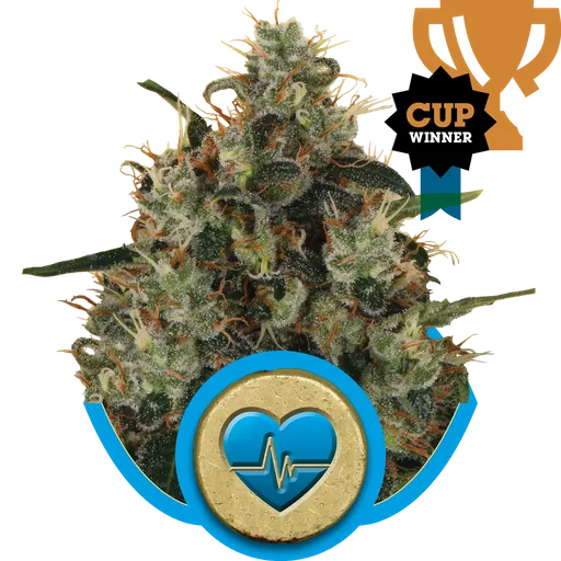 Medical Mass CBD