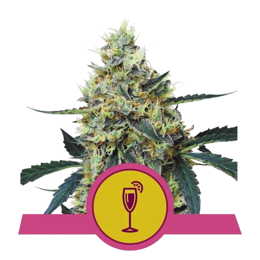Mimosa