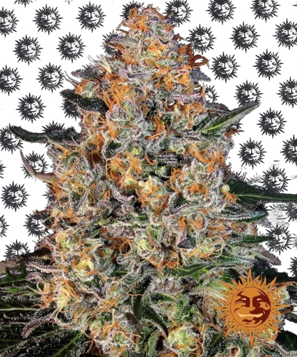 Bubba Kush