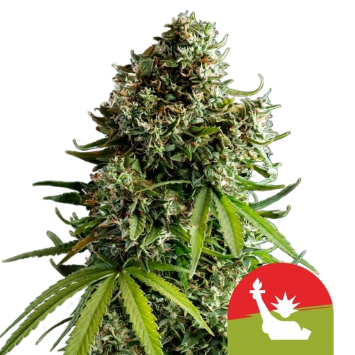 NYC Sour D