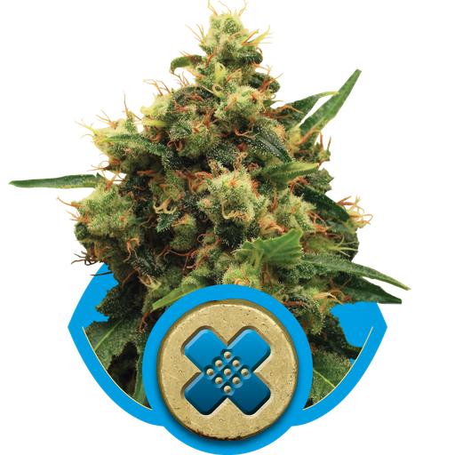 Painkiller XL CBD