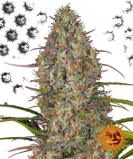 Glue Gelato