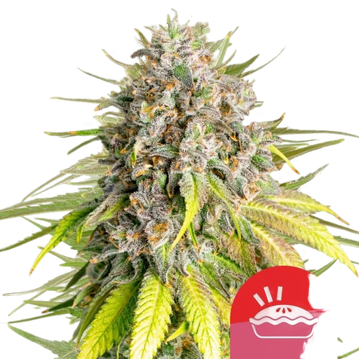 Punch Pie
