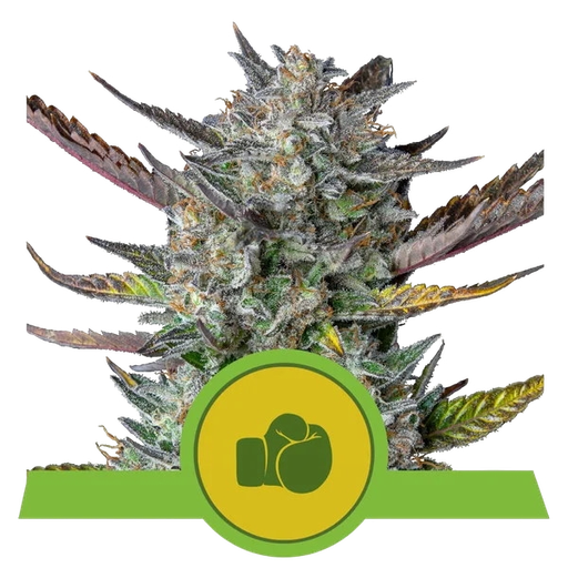 Purple Punch