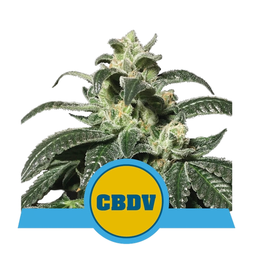 Royal CBDV