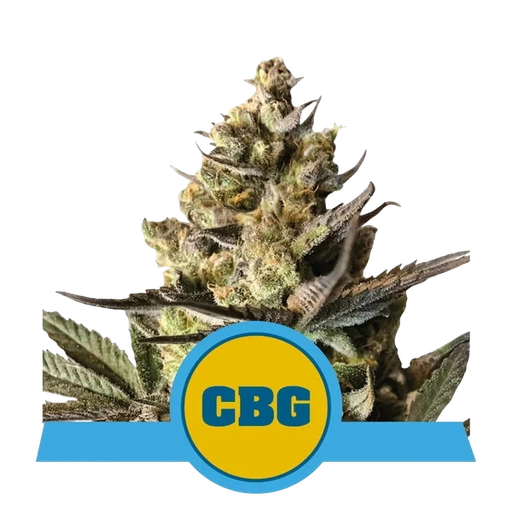 Royal CBG