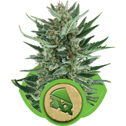 Royal Cheese