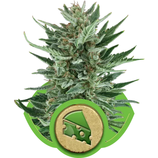 Royal Cheese