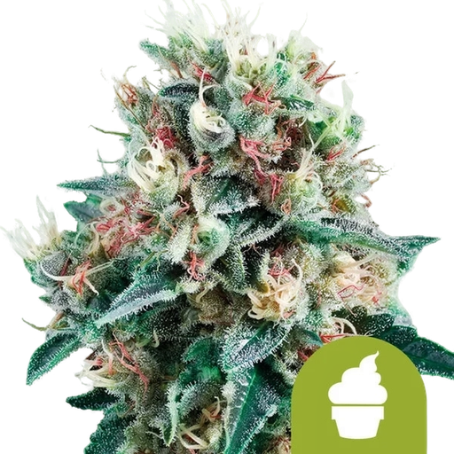 Royal Creamatic