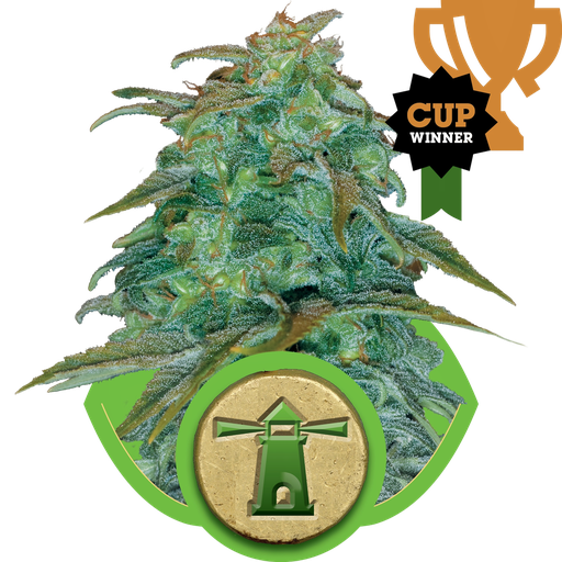 Royal Haze
