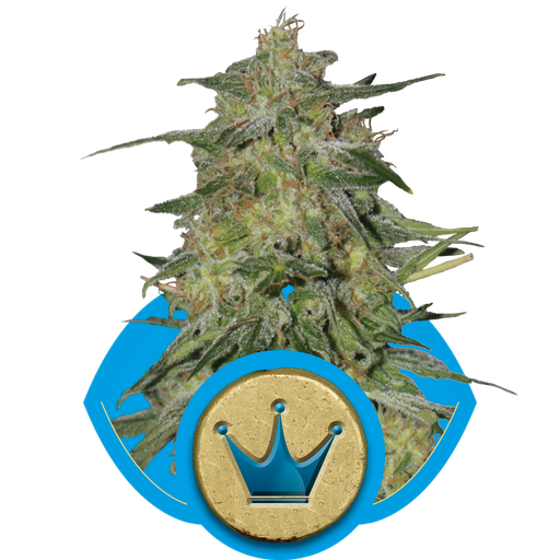 Royal Highness CBD