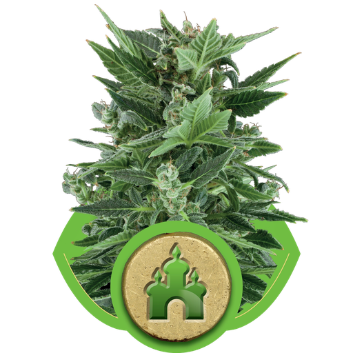 Royal Kush