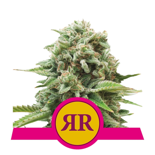 Royal Runtz