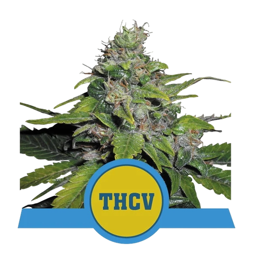 Royal THCV