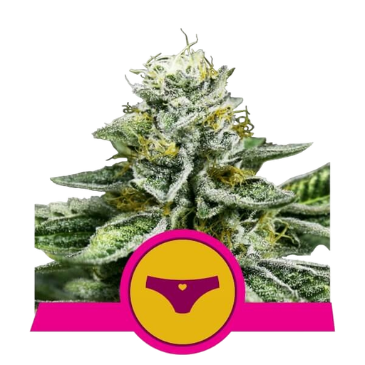 Sherbet Queen