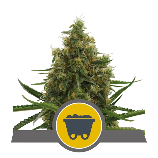 Shining Silver Haze