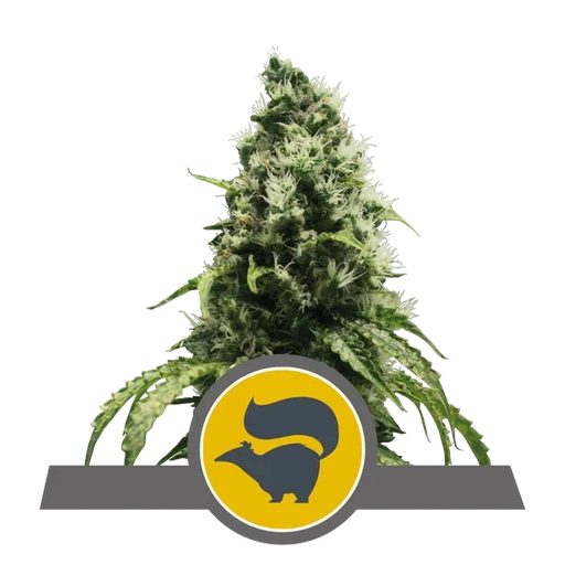 Skunk XL