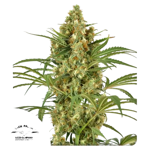Snow Bud