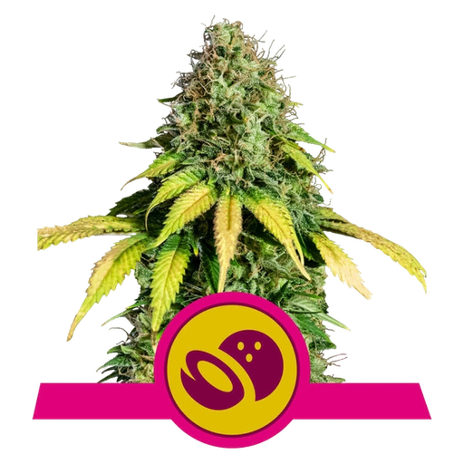 Somango XL