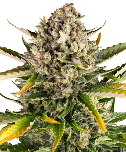 Strawberry Cheesecake