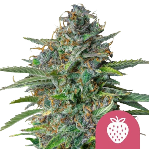 Strawberry Cough