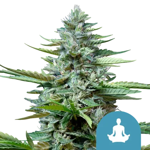 Stress Killer CBD
