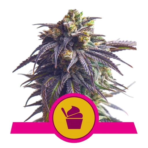Sundae Driver